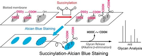 alcian blue pronunciation.